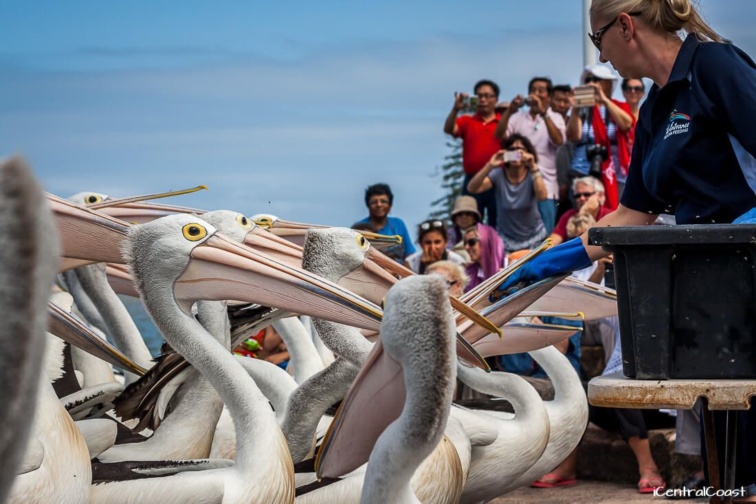 5 Best Attractions The Entrance NSW iCentralCoast