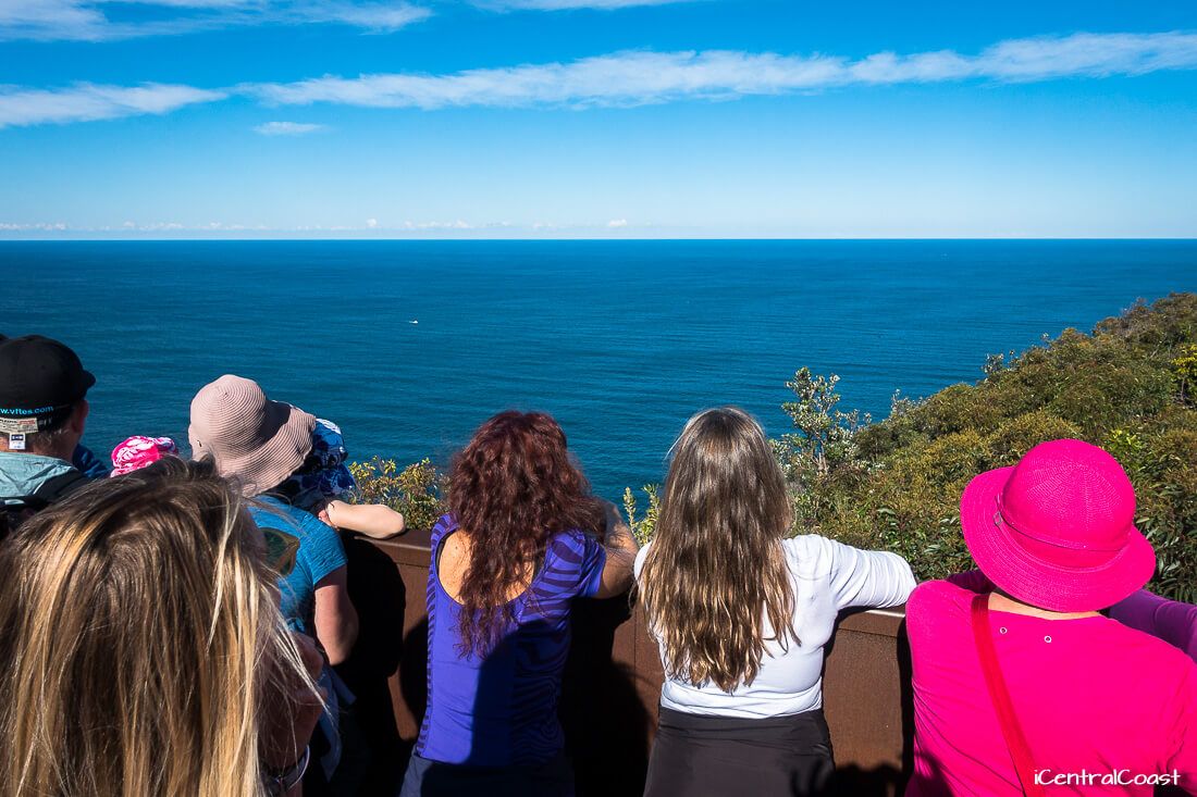 Looking for whales at Captain Cook Lookout