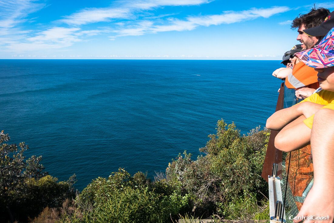 Looking for whales at Captain Cook Lookout