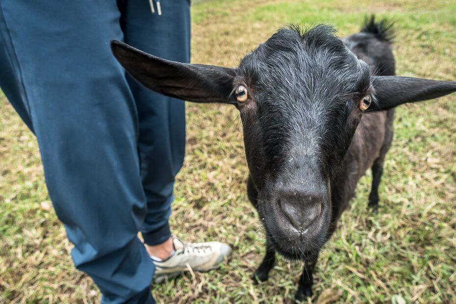 Amazement Farm & Fun Park Baby goat