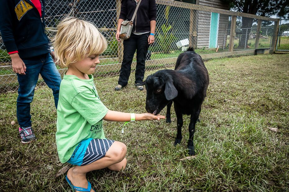 Amazement Farm & Fun Park Feeding goats and sheep