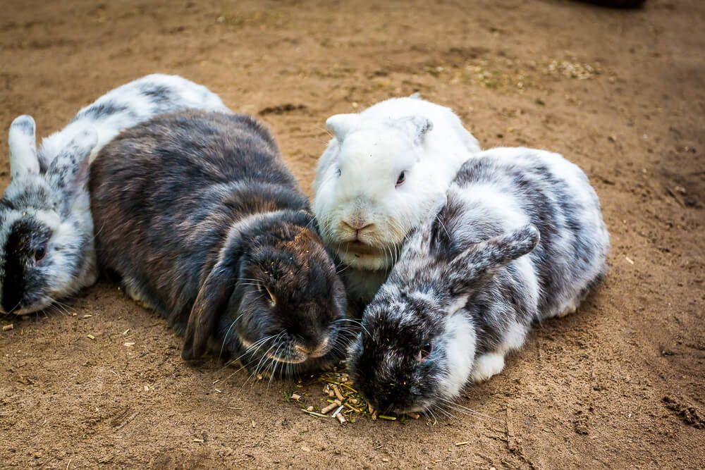 Australia Walkabout Wildlife Park Guinea pigs
