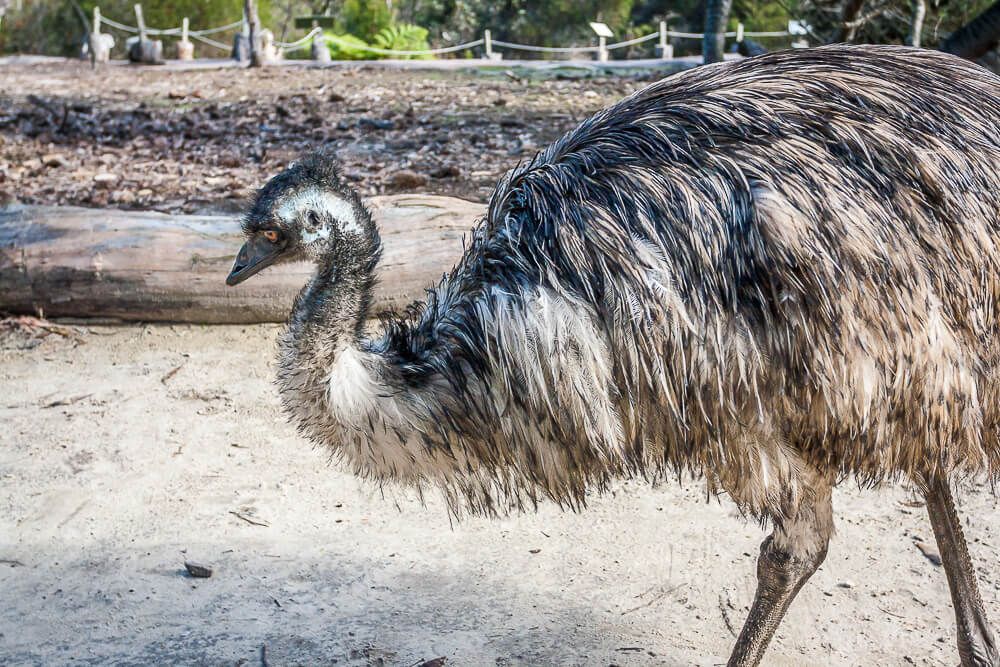 Australia Walkabout Wildlife Park Emu