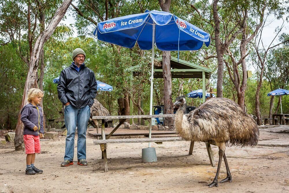 Australia Walkabout Wildlife Park Looking at an emu wandering at Australia Walkabout Wildlife Park