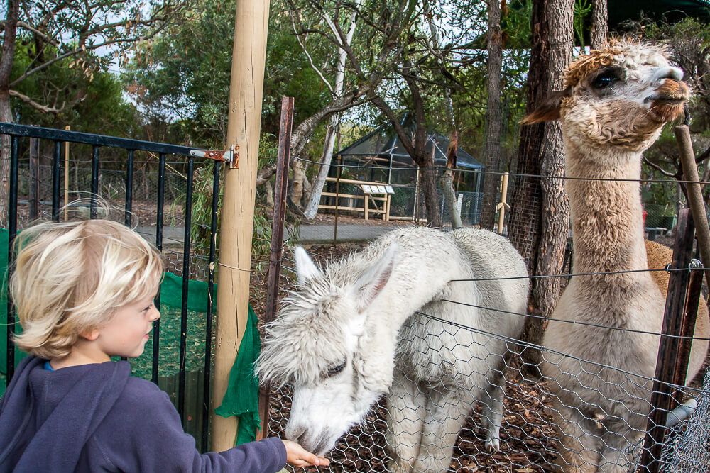 Australia Walkabout Wildlife Park Feeding the alpacas at Australia Walkabout Wildlife Park