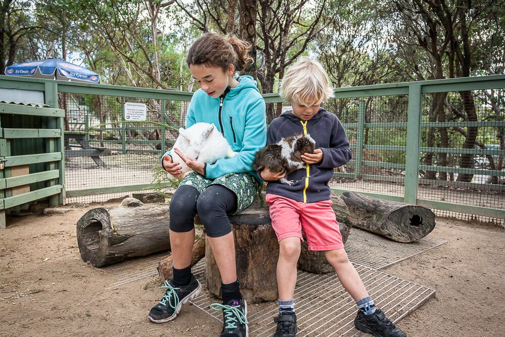 Australia Walkabout Wildlife Park Cuddling guinea pigs and rabbits at Australia Walkabout Wildlife Park