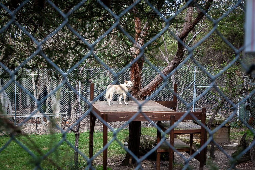 Australia Walkabout Wildlife Park Dingo at Australia Walkabout Wildlife Park