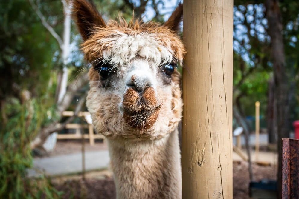 Australia Walkabout Wildlife Park Alpaca