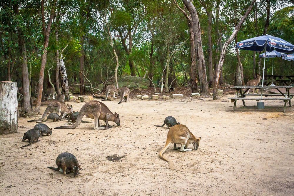 Australia Walkabout Park –