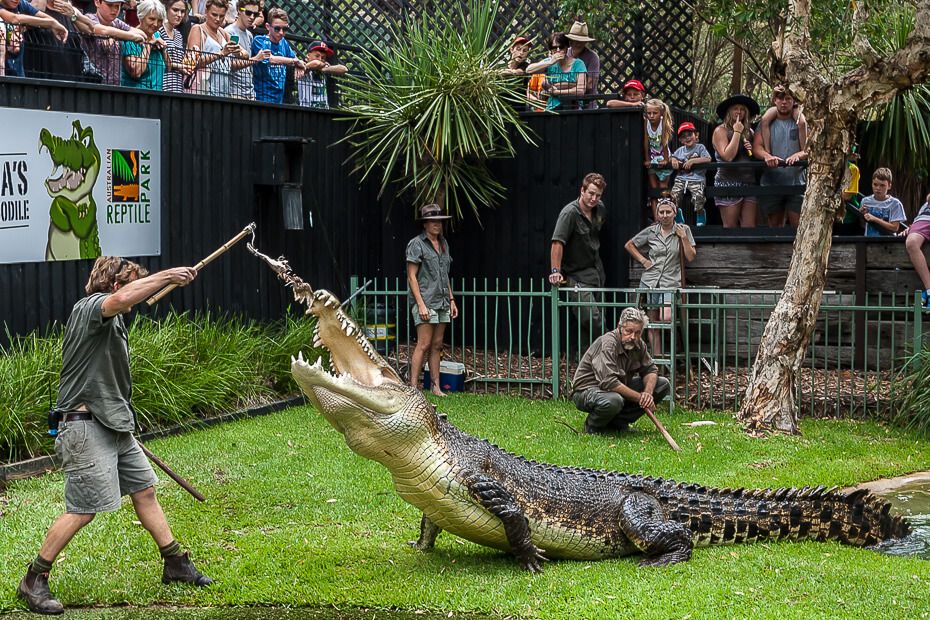 A Great Out at the Australian Reptile Park -