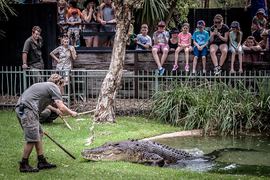The Australian Reptile Park (Insider's Guide) - iCentralCoast