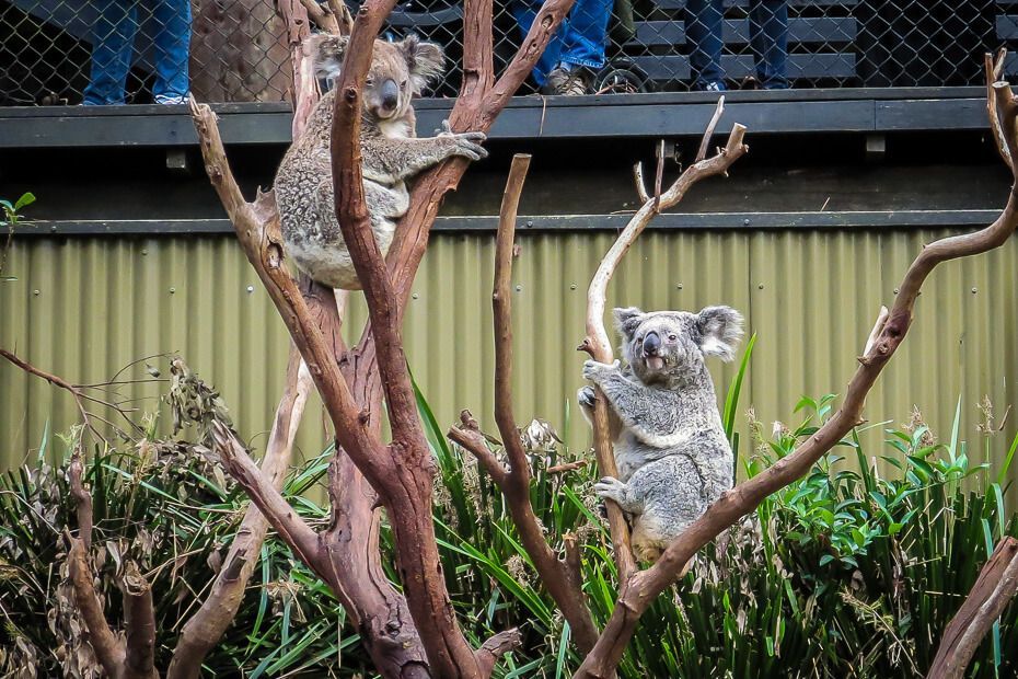 Koalas