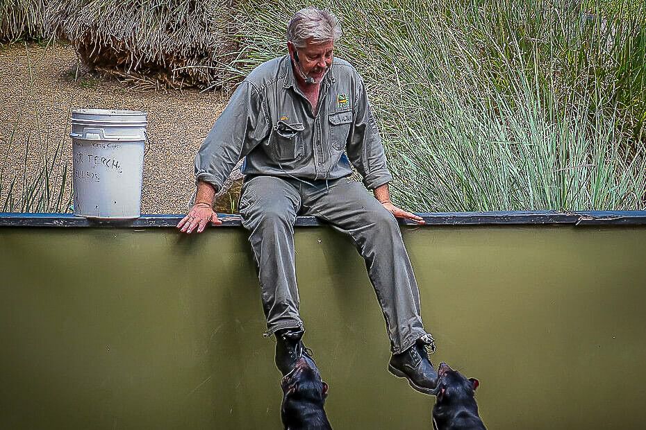 tasmanian devil show