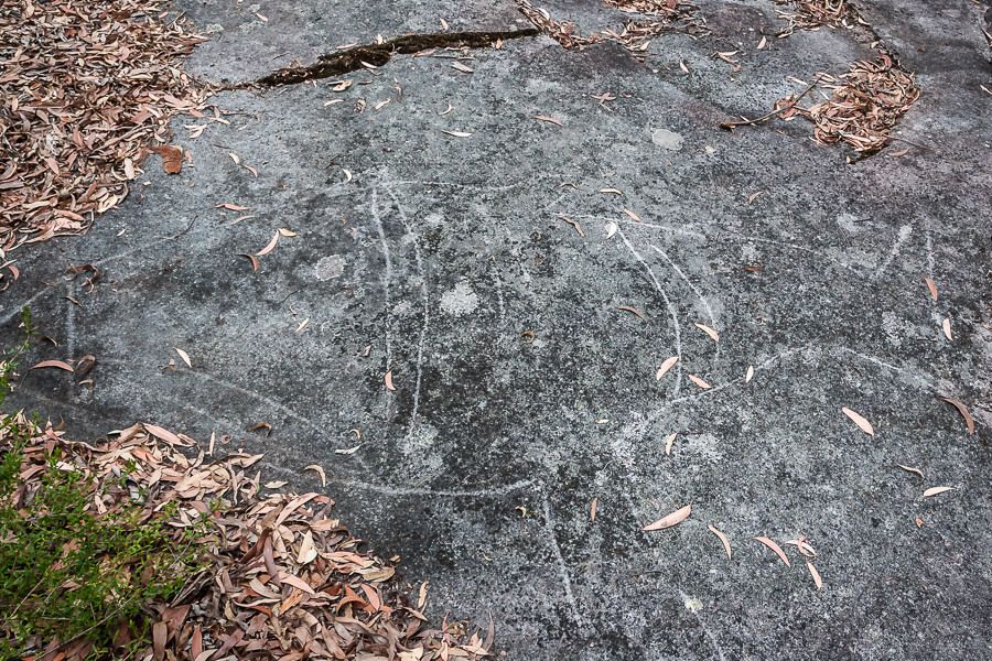 Bouddi National Park Walks – Dalleys Point Trail