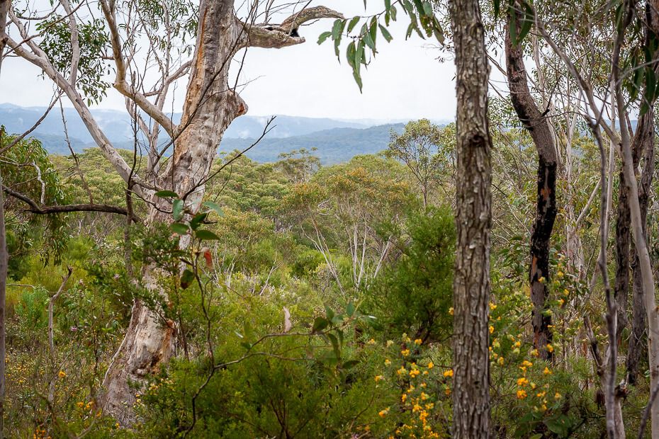 Valley view on the Bulgandry Aboriginal art site walk