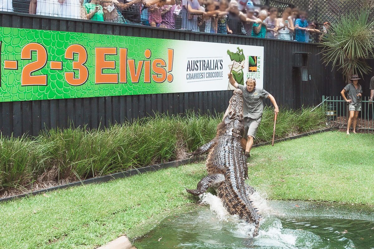 Central Coast Attractions - Australian Reptile Park