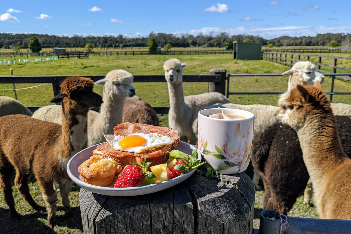 Central Coast Attractions - Alpacas