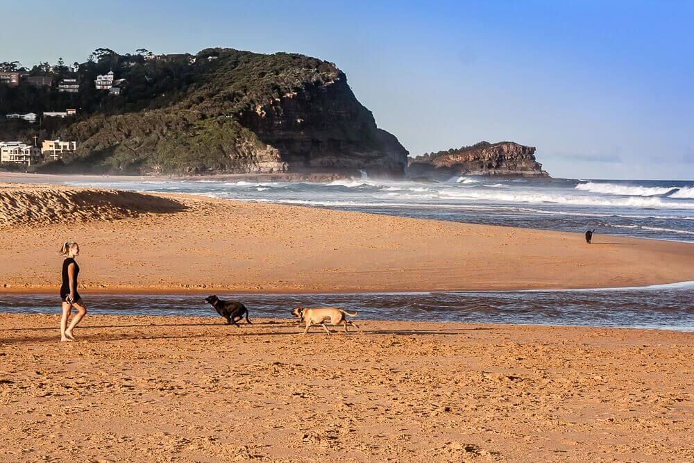 10 Best DogFriendly Beaches on the Central Coast iCentralCoast