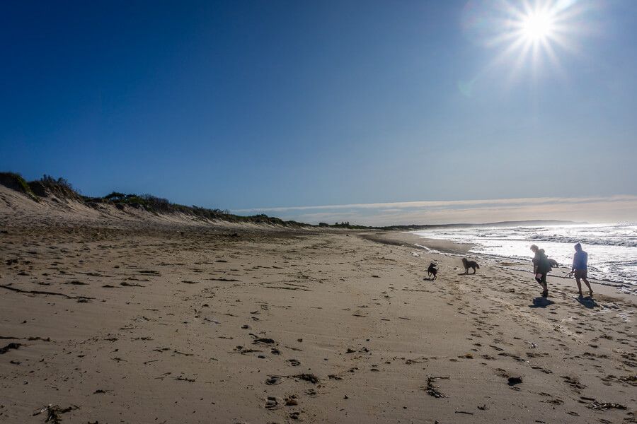10 Best DogFriendly Beaches on the Central Coast iCentralCoast