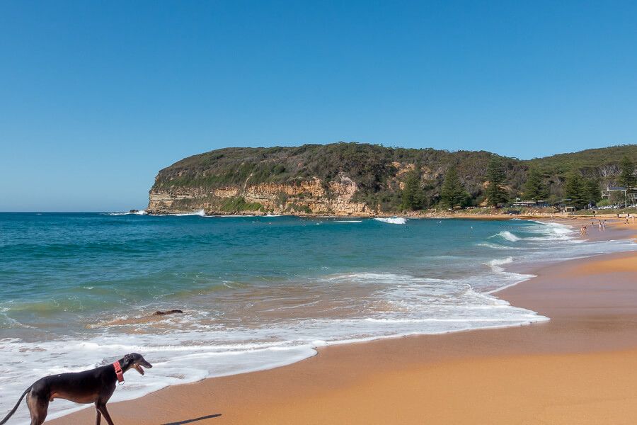 10 Best DogFriendly Beaches on the Central Coast iCentralCoast