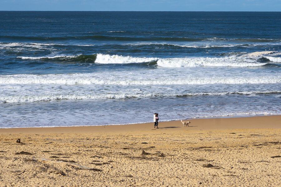 10 Best DogFriendly Beaches on the Central Coast iCentralCoast