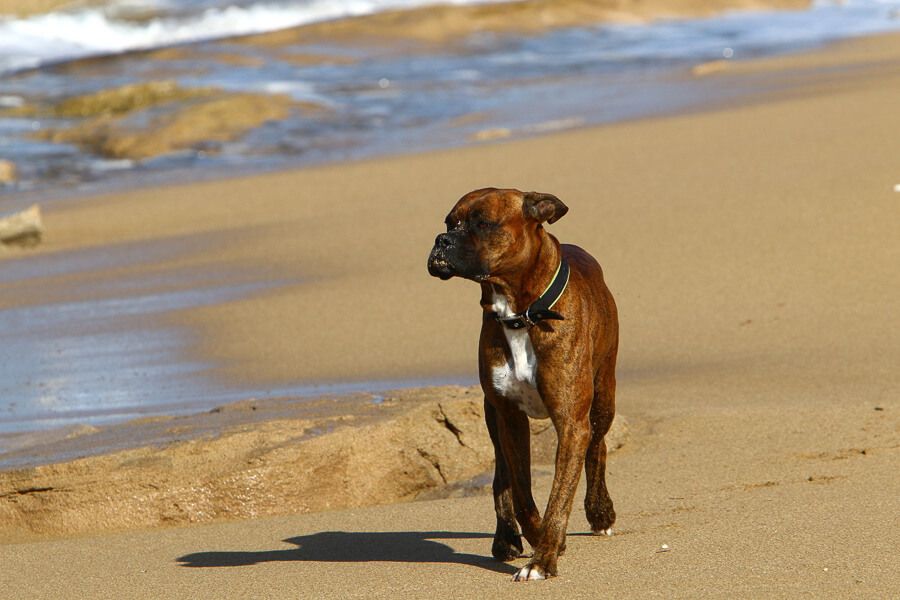 dog walking on the beach dog walking on the beach