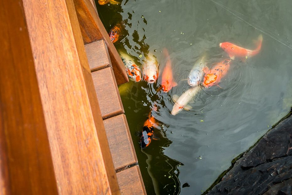 Koi fish in the pond at Edogawa Commemorative Garden Koi fish in pond
