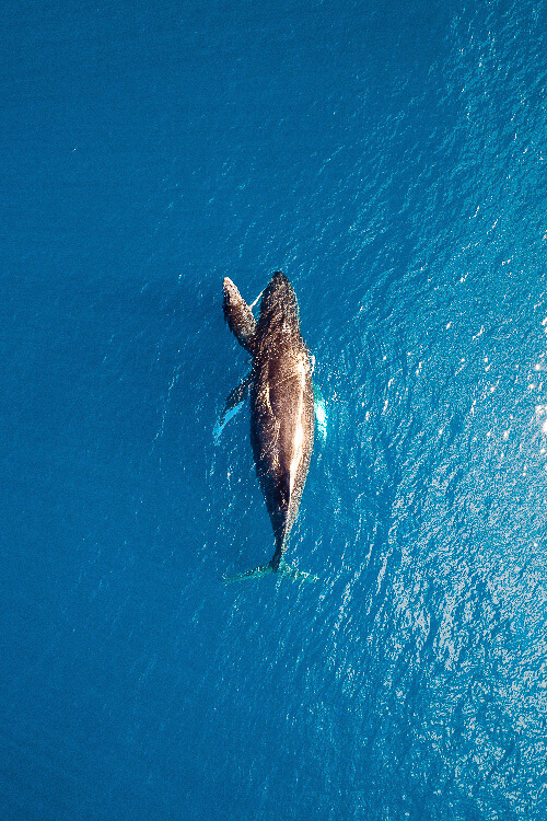 Humpback Whale