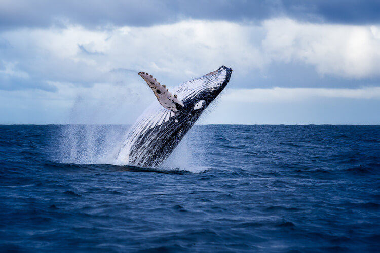 Best lookouts and cruises for whale watching Central Coast. 