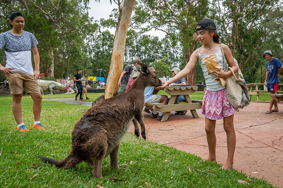 Australian Reptile Park - feeding kangaroos Australian Reptile Park - feeding kangaroos