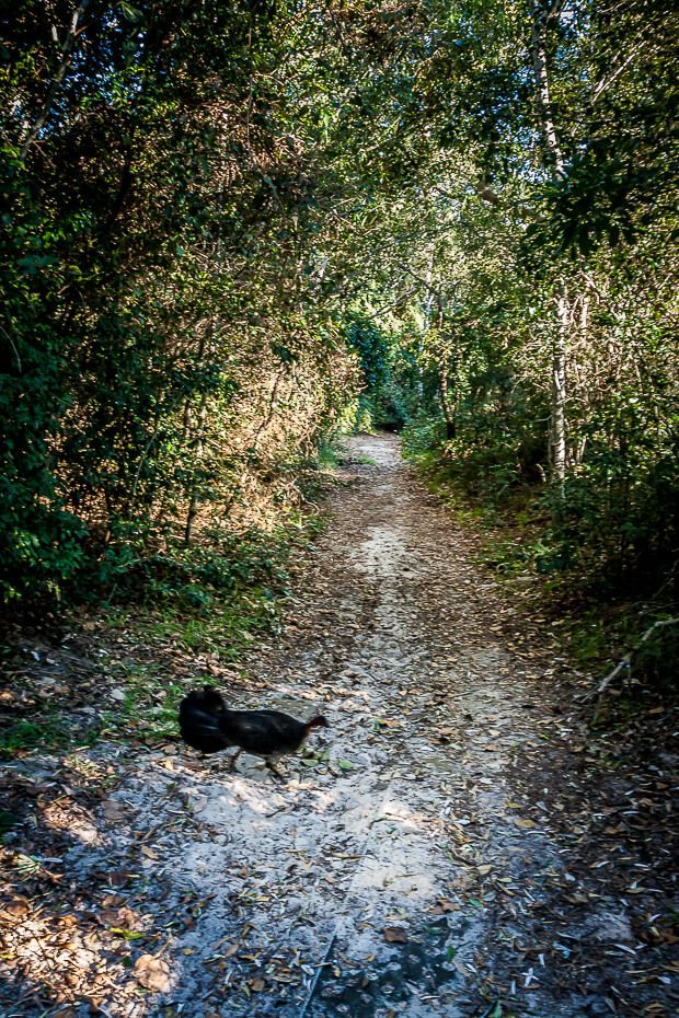 Bush Turkey on Lillypilly loop trail Bush Turkey on Lillypilly loop trail