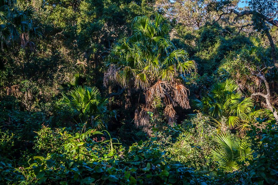 Lillypilly loop trail... a beautiful walk through a littoral rainforest Lillypilly loop trail... a beautiful walk through a littoral rainforest