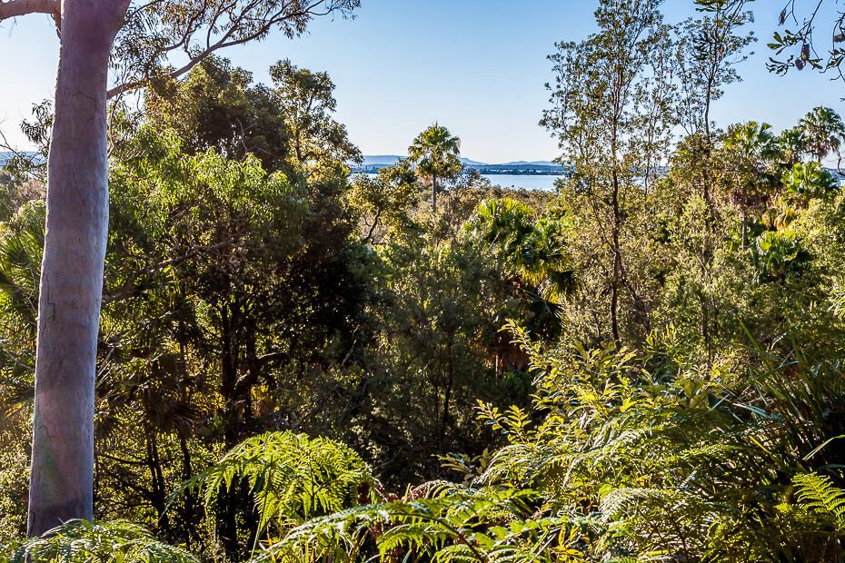 Lillypilly loop trail - filtered views of Tuggerah Lake. Lillypilly loop trail - filtered views of Tuggerah Lake.