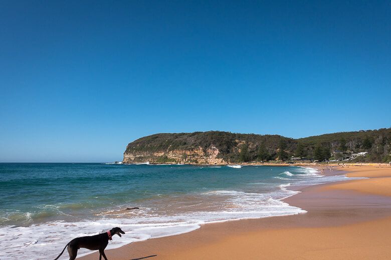 Dog exercise area at the beach