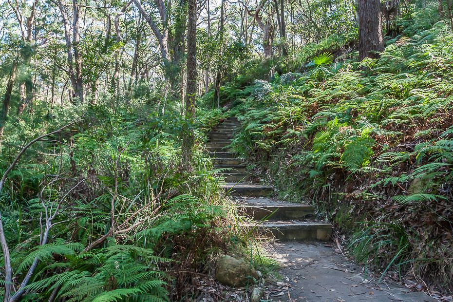 Stairs along the walking track