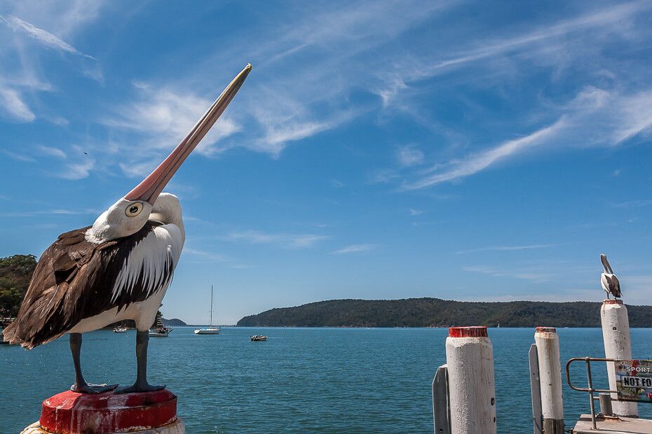 Pelican in Patonga Beach Pelican in Patonga Beach