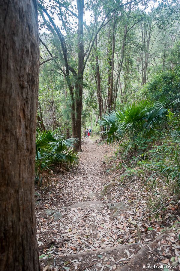 Patonga walking track