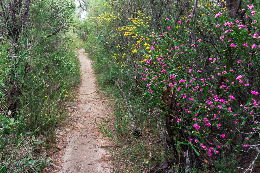 Piles Creek loop wildflowers