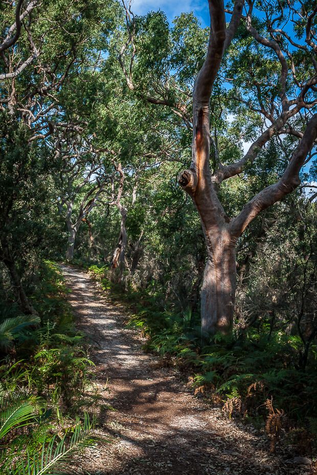 Red gum trail Red gum trail