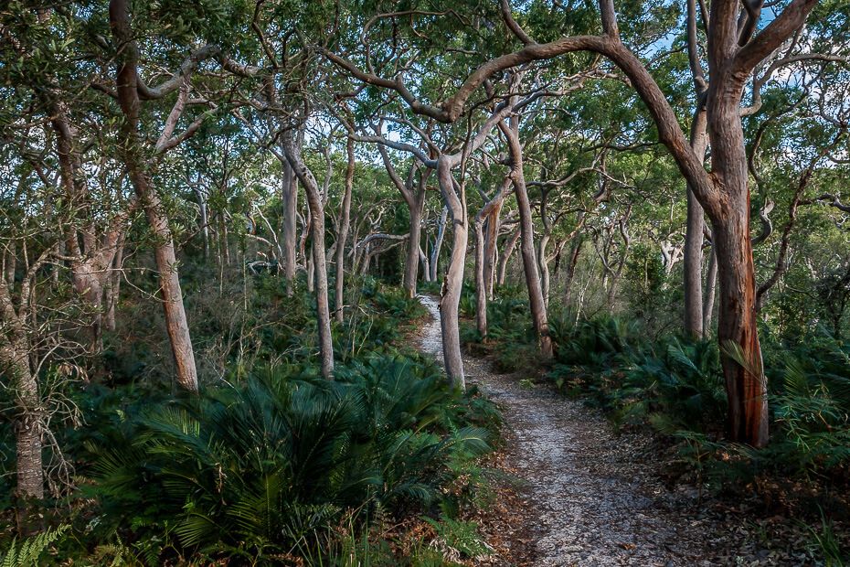 Red gum trail Red gum trail