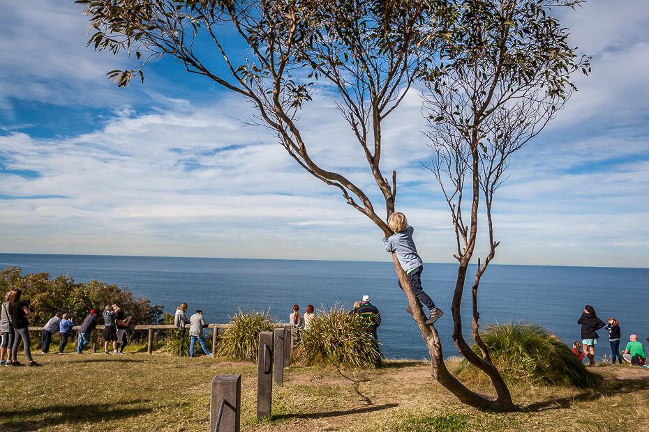 Crackneck Lookout Crackneck Lookout