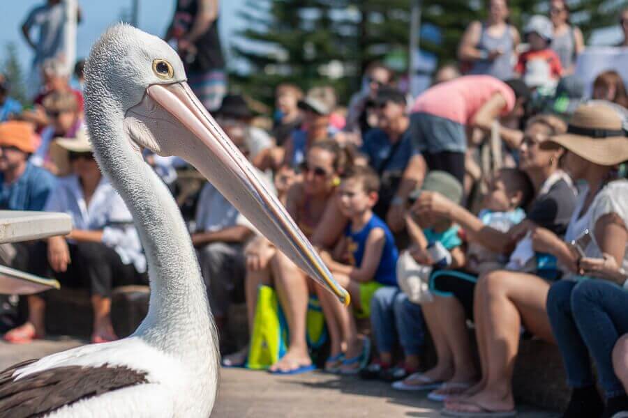 Pelican Time at The Entrance Pelican Time at The Entrance