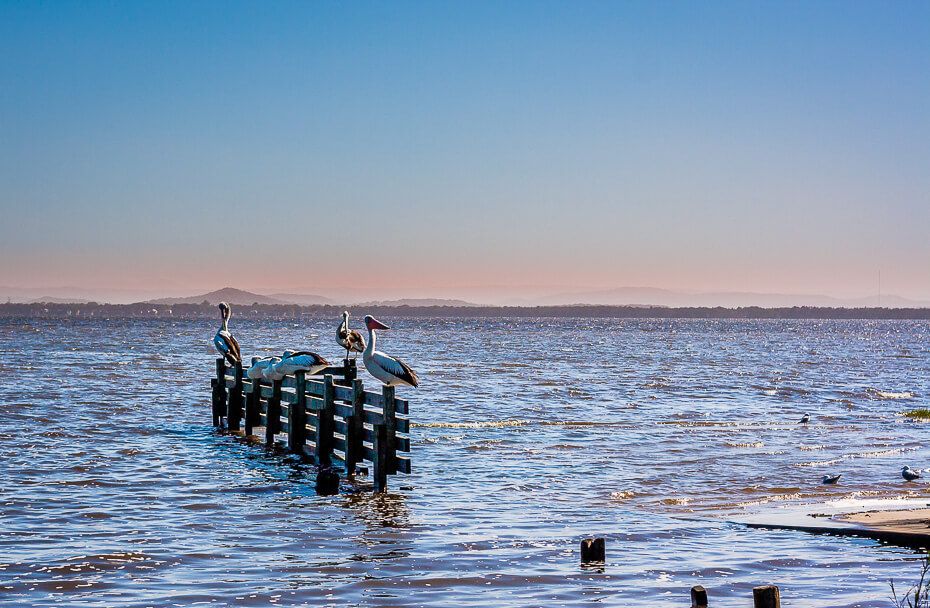 Pelicans during sunset - Tuggerah Lake Pelicans during sunset - Tuggerah Lake
